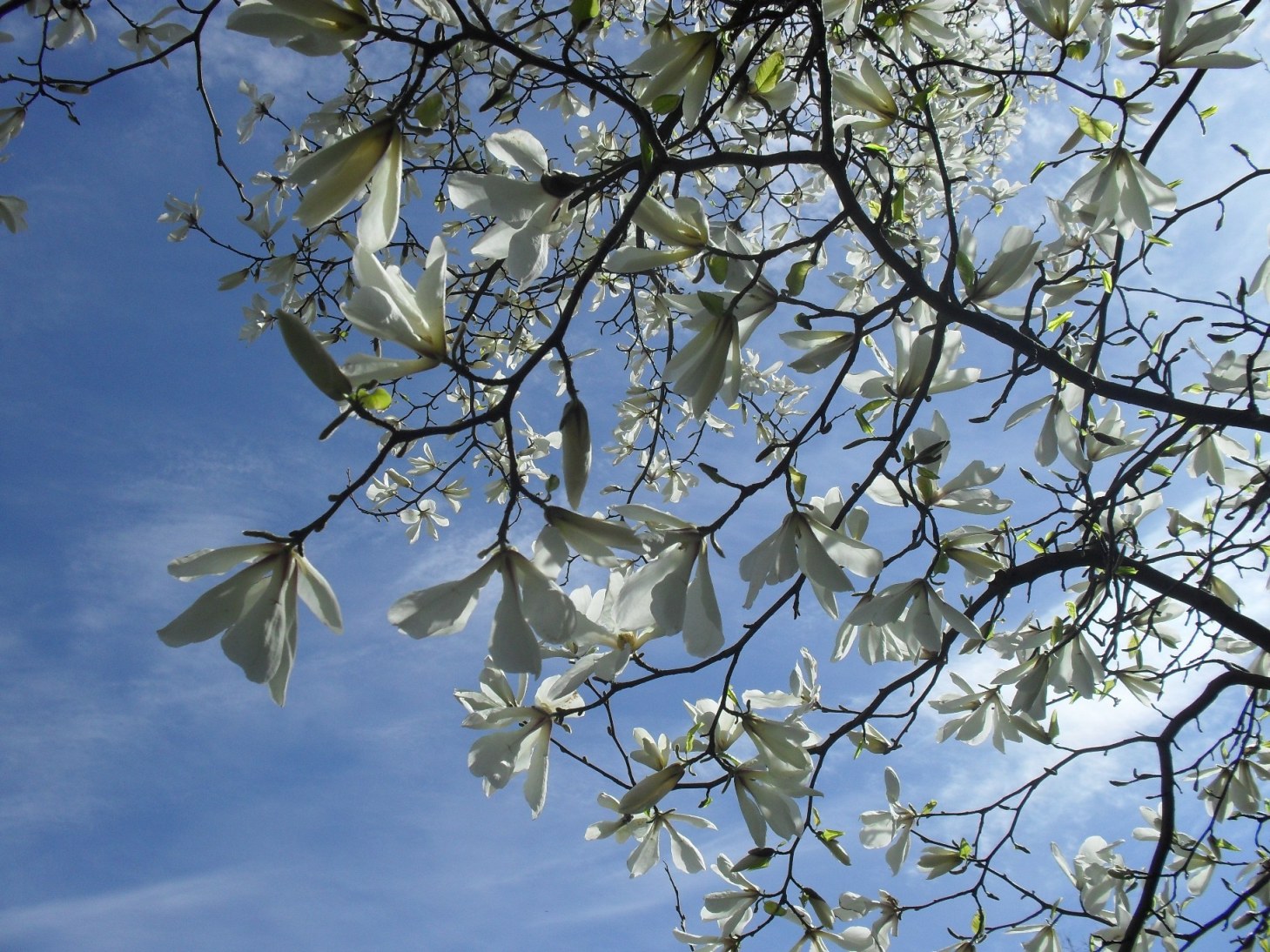 Kaliningrad-cvetenie-sakuri-i-magnolii-2016