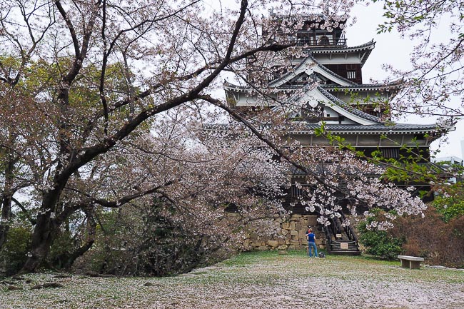 Цветение сакуры у замка Хиросима