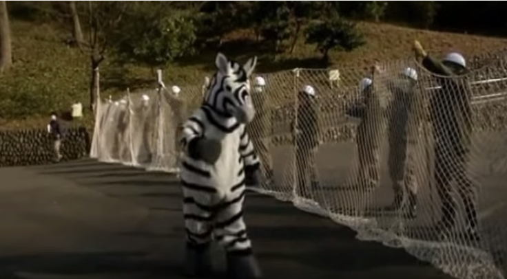 jzoo-zebra