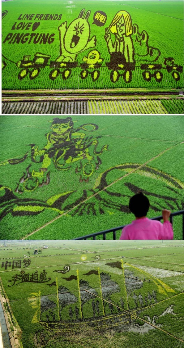 Рисовые арт-поля Китая