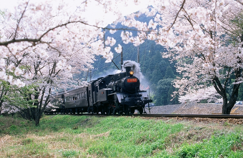 Oigawa-Railway1