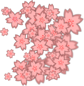 sakura-bloom