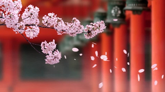 floating-sakura-cherry-tree-petals